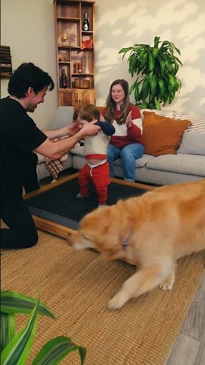 Wyrmwood Dog Bed launching soon on Kickstarter! 🐶