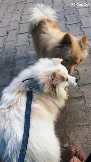 true friends❤subscribe to more#dogbreed #doglife #trending #viral #explore #trendingdog #viralshorts