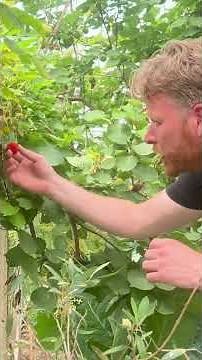 Why Your Strawberries Rot Before Harvest