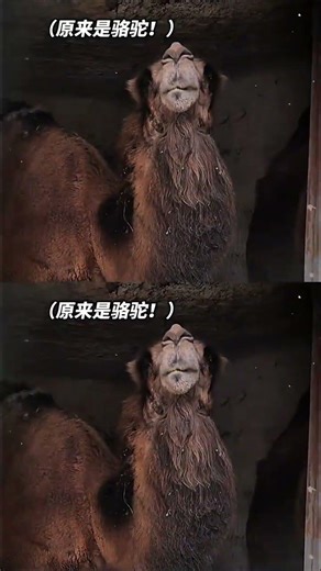 Unbelievable Camel Transformation: Can You Guess