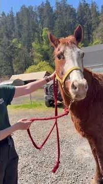 I rescued a 20 year old horse