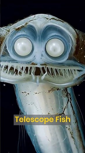 Telescope Fish Looks More Alien Than Alien