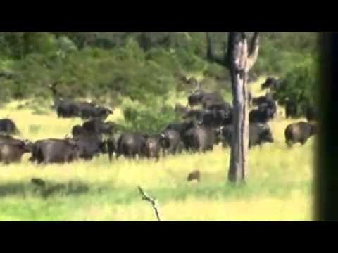 Battle At Kruger 2 - Buffalo vs Lion