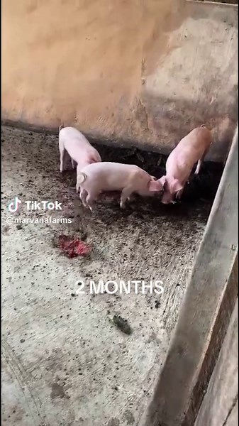 Transforming Piglets: From Weaning to Healthy Growth