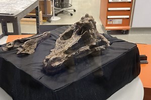 The nearly complete skull of a very thick-headed dinosaur is on display at the Smithsonian for the next week - WTOP News