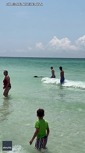 BEACH BEAR: 🐻 A black bear surprised beachgoers in Florida when it decided to cool off by going for a swim in the Gulf. STORY: https://bit.ly/3Nr5gvH | FOX 13 News - Tampa Bay