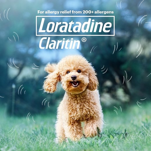 Pets shed dander that may trigger allergic reactions. But don’t worry! #TaraletsOutside with your fur buddies and Loratadine (Claritin ®)! It works in as FAST as 15 minutes, is NON-DROWSY vs. first-generation antihistamines and cetirizine, and is LONG-LASTING for up to 24 hours. If symptoms persist, consult your doctor. | Claritin Philippines