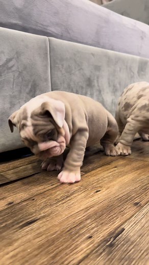 Adorable Puppy Paws: The Cutest Moments