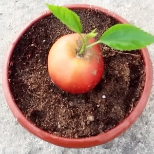 How to grow apple tree for beginners 🍎🍏. | MetDaan Cakes