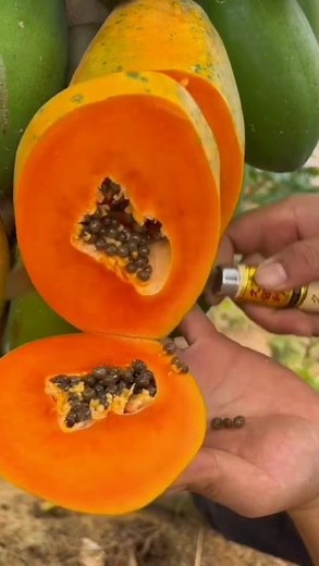 Economical machine that turns corn into powder and delicious ripe papaya #spanish #agriculture #m...