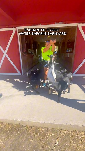 The Barnyard!!!🐐🐷 📍Old Forge, NY #oldforge #newyork #upstateny #travel #waterpark #thrill #animals #pettingzoo #utica #rochester #syracuse #watertown #binghamton | Enchanted Forest Water Safari