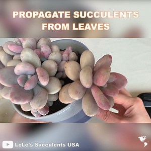 Nice way to propagate moonstone succulent from cutting leaves. Let's the fun begin with Planty Life 🌿! 🌵🌵🤗 -------- Credit: LeLe's Succulents USA | Indoor Plants Advisors