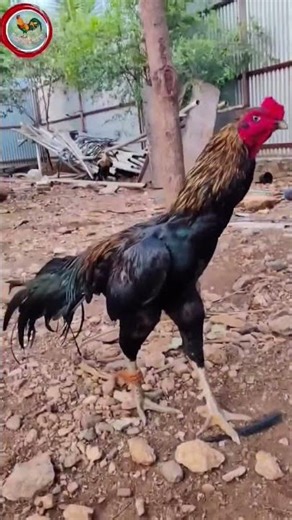 Kala Java kaisa hai comment mein batana #short #viral