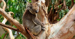 En Australie, le koala est une espèce en voie d'extinction