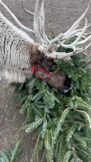 Most gentle antler “rub” ever 😂 usually deer destroy these and throw them all around. Not Yukon 😂🩷 | Kansas City Reindeer