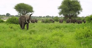 African Elephant Trumpeting Front Herd Jungle Stock Footage Video (100% Royalty-free) 1111469605 | Shutterstock