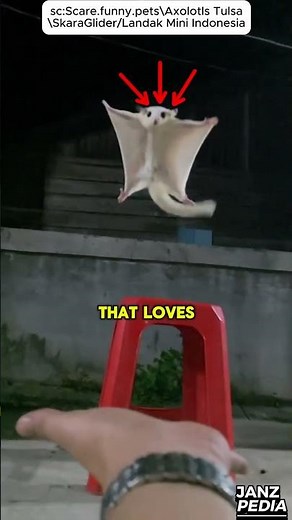 3 Unique Pets You’ve Never Thought About Having! 🦎🦔🪶 | Unique Pets Ideas 2025