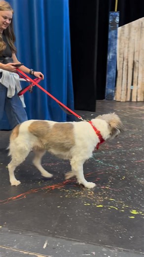 As apart of Alisha’s responsibilities as the dog handler for Annie we got to go to the Pawditions  so just in case… here are 2 more reasons to plan on watching this show!! #annie #dogsoftiktok #theater #dogs #theaterkids #TheaterLife #pikevilleky | Shawna Owens Pilz | Facebook