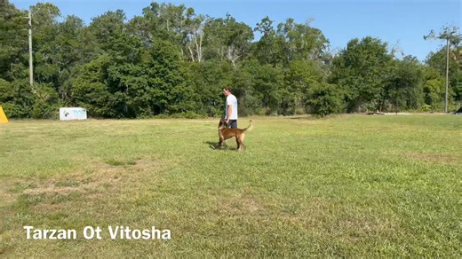 37K views · 656 reactions | We are getting ready  As always many exciting TWC projects but I do find time for Tarzan … sometimes. | Ivan Balabanov | Facebook