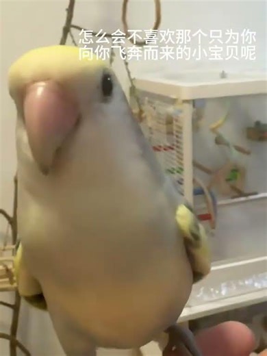 向我飞奔而来真的很治愈！ #vlog日常 #宠物vlog #手养牡丹鹦鹉 #鹦鹉日常