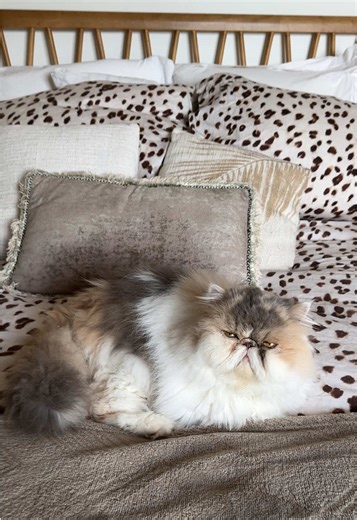 My beauty ✨ #cat#chat#persan