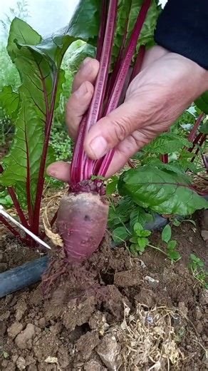 🌱 I'm picking fresh beets from my vegetable garden #beetroot #garden #gardening