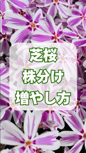 芝桜の増やし方｜成功率が高い株分け増殖方法を大公開！#芝桜 #シバザクラ #雑草対策 #グランドカバー #グランドカバープランツ #ガーデニング #庭づくり #shorts