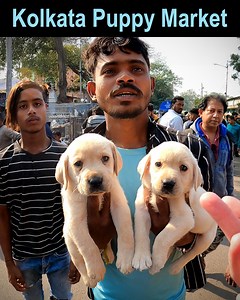 4.8M views · 46K reactions | Cute Labradors in Kolkata's Puppy Market  | Dale Philip | Facebook