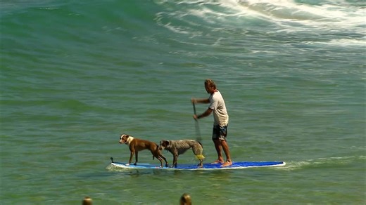 Dogs Paddleboard with Owner