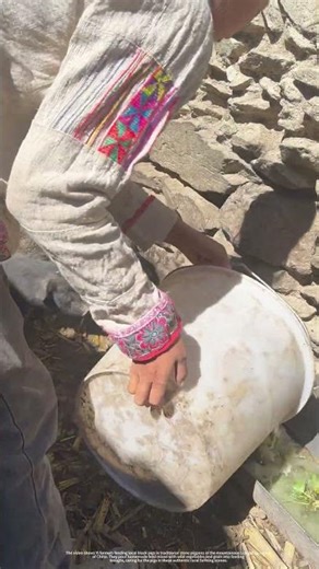 Feeding Pigs in Liangshan Stone Pigpen: Traditional Yi Rural Farming in Mountainous China