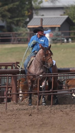 CD SUGAR STEVE 2021 Bay Roan stallion by STEVIE REY VON www.twocranchhorses.com | Two C Ranch Horses