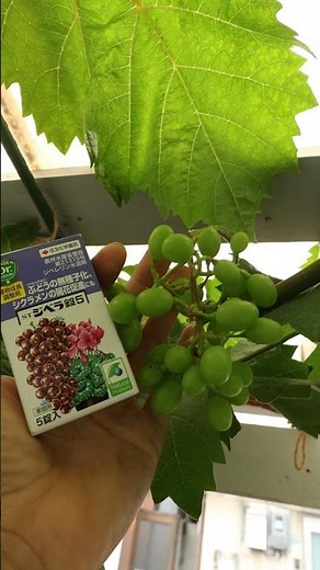 シャインマスカットの苗を買う時は注意 #家庭菜園