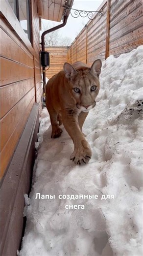 Пумячьи варежки созданы для снега