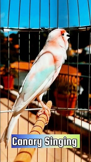 Canary Singing Training Video | Best Canary Singing | Canary Bird Sounds #galerikenariindonesia