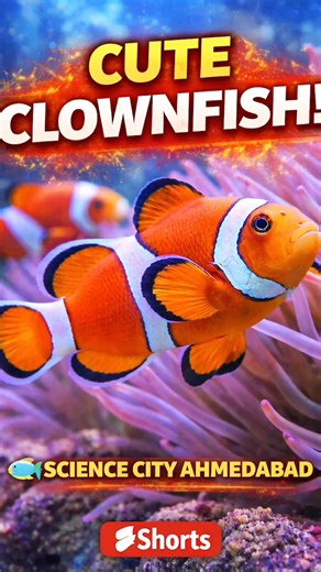 Real Nemo Spotted 😍 Clownfish at Science City Ahmedabad | #shorts