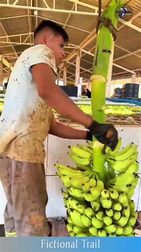 Precision Banana Harvesting – Clean Cut Technique