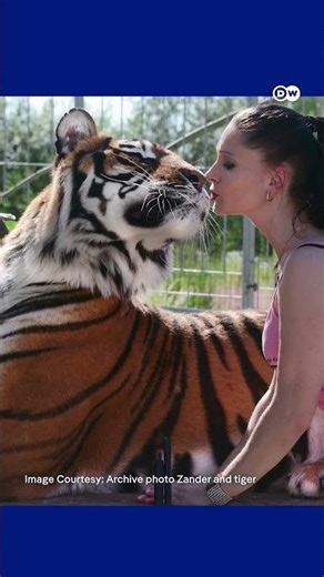 बाड़े से छूटे बाघ को गोली मारी! [Tiger on the loose, shot by German police]