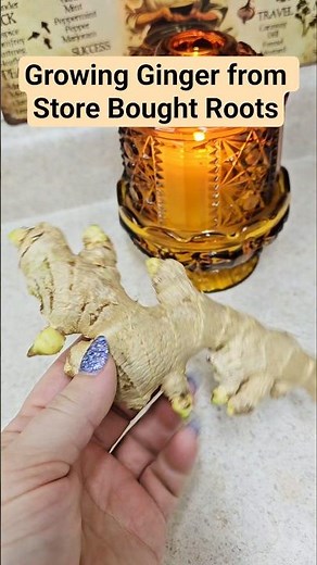 Growing Ginger from Store Bought Roots is actually very easy!