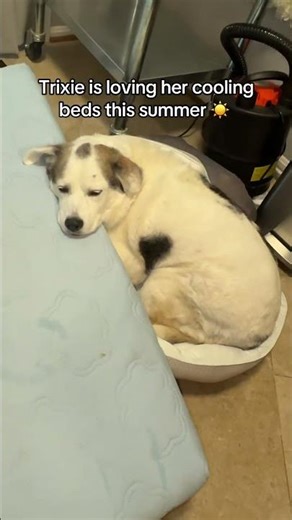 Orthopedic and cooling dog bed, a dogs dream summer bed