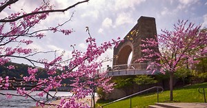 Initiative plants native eastern redbud trees in Pittsburgh