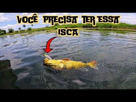 Pesca de Tucunaré no Rio Paranapanema: A Melhor Isca Revelada!🎣🔥