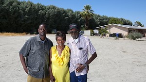 Long ago, these trees were planted for racist reasons, neighbors say. Now they want them gone