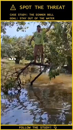 Human.Error.Study on Instagram: "ANALYSIS: He Thought He Was an Acrobat. The Crocodile Thought He Was Lunch. ⚠️ ​Video Credit: Viral / Social Media Case File: 259-PREDATOR-AMBUSH Location: Tropical / Freshwater Basin Subject: Acrobat vs. Crocodile Status: Submerged / Imminent Threat ​The Tactical Analysis: ​The Vibration Lure: Crocodilians are highly sensitive to surface vibrations. By dangling and swinging from the branch, the subject created a consistent rhythmic disturbance in the water. To a
