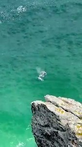 14K views · 137 reactions | Video of the day  Simon Hartley#TableMountainNationalPark #LiveYourWild #SANParks | South African National Parks | Facebook