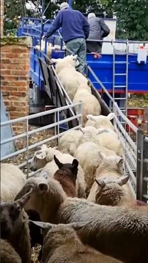Effective Strategies for Managing Sheep on the Farm: A Comprehensive Guide #sheep #farm #facts