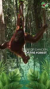 #LetsDance this #weekend! Watch how elegantly and effortlessly our little #OrangutanJungleSchool students swing through the forest treetops—like dancers in a jungle ballet. These playful movements are not only beautiful to watch but crucial for their survival. Where do you dance this weekend? orangutans.com.au #saveorangutans #weekendvibes #conservation #love #nature | Borneo Orangutan Survival (BOS) Australia