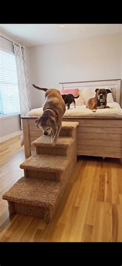 Dog Stairs for Large Dogs 24”H X 17”W X 46”D, Pet Steps up to 150 Lbs, Custom Handmade With Neutral Carpet, Sturdy Stairs for Tall Beds - Etsy