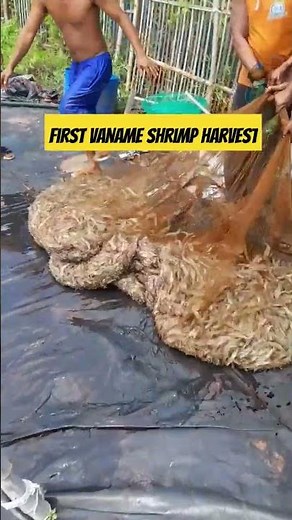 First vannamei shrimp harvest #vannamei #shrimp #seafood #farming #farm #viralvideo #trending