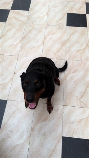 Active Mother and Her Rottweiler Puppies