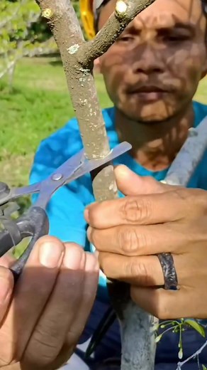 10K views · 225 reactions | 3 months have passed and it's time to harvest  #layering #grafting #bonsaitree | Karimun Java | Facebook